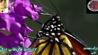 هوای عاشقی با صدای شاعر | غزل تفسیر عشق از استاد غزل م.طایفی(طالب