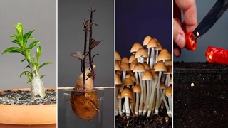 زیباترین تایم لپس از از رشد و تغییر شکل گیاهان