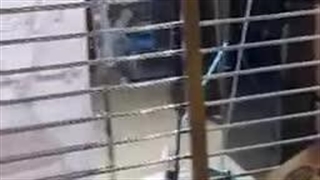 حمله به کنسرت گرشا رضایی در سیرجان