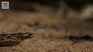 Animals In Slow Motion | Earth Unplugged