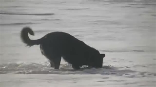Dog Running In Epic Slow Motion 2 [HD]