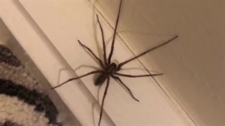 10 تا از ترسناکترین حمله های مرگبار حیوانات به صاحباشون