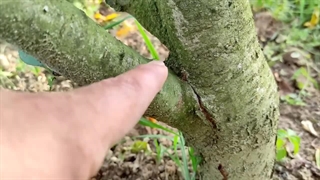 درست کردن رنگ مخصوص تنه درخت از مواد ارگانیک و تأثیر آن بر بیماریها و حشرات شما را غافلگیر میکند