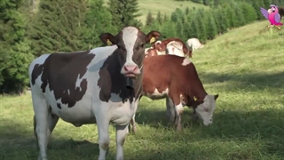 مستند خوشگل از گاو های مزرعه