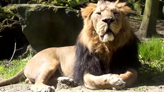 نبرد بین شیر و ببر! چه کسی پیروز میدان هست؟