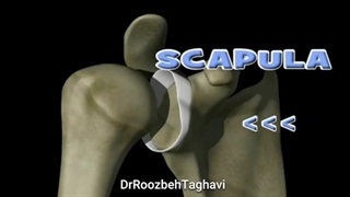 دلیل در رفتگی های مکرر شانه