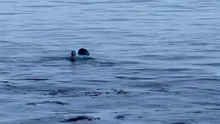 درگیری موج‌سواری با یک سمور دریایی برای پس گرفتن تخته موج سواری‌اش