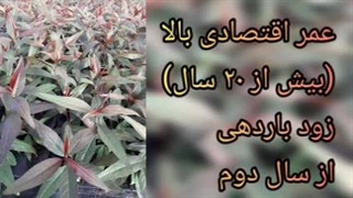 پایه رویشی Gn