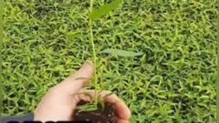 پایه رویشی (کشت بافتی) درختان میوه