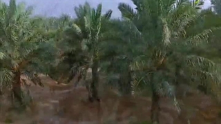 فسیرو(عظمت آفرینش) درخت نخل