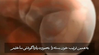 مراحل تشکیل شدن جنین انسان