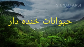 حیوانات خنده دار بامزه اهلی و با مزه ترین سگ ها و گربه ها در جهان