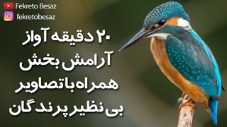 صدای طبیعت | صدای پرندگان آواز خوان | صدای پرنده های جنگل و صدای مرغ عشق