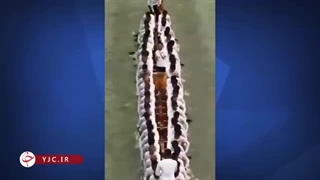 هماهنگی دیدنی قایقرانان چینی