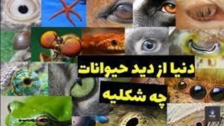 حیوانات دنیا رو چطوری می بینند؟