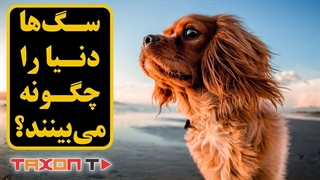 سگها دنیا را چگونه می بینند؟