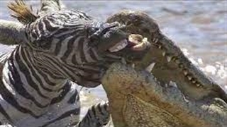 حیواناتی که به بد ترین شکل ممکن توسط تمساح قصابی شدند