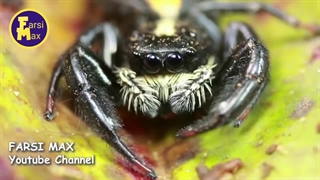 ۱۰تا ازخطرناکترین حیواناتی که در جنگل امازون وجود دارد