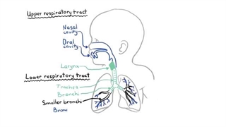 برونشیت (علل، پاتوفیزیولوژی، علائم و نشانه ها، درمان)