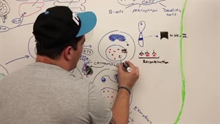 ninja nerd ایمونولوژی قسمت دوم (التهاب پارت دوم)