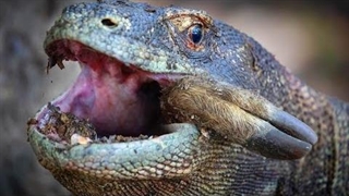 اژدهای کومودو بزرگترین مارمولک دنیا، در حال بلعیدن حیوانات