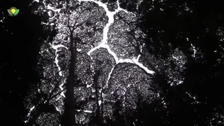 چرا میمون ها توله شیر را دزدی می کنند؟