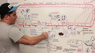 ninja nerd ایمونولوژی قسمت ششم (سیستم ایمنی: بررسی اجمالی)