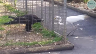 بهترین صحنه ها از حملات عقاب های گرسنه به حیوانات