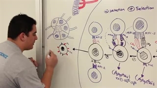 ninja nerd ایمونولوژی قسمت هشتم ( بلوغ سلول T)