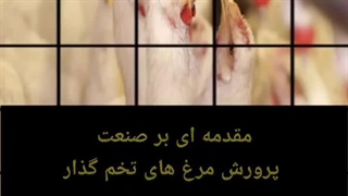 پرورش مرغ تخم گذار