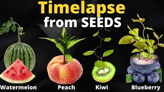 1001 روز در 12 دقیقه آرامش بخش - رشد گیاهان از دانه ها TIME LAPSE