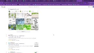 خرید گل و گیاه آپارتمانی ارزان