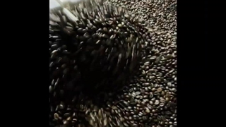 پخش عمده قهوه تهران