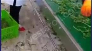 نوار نقاله مدولار Modular Belt Conveyor