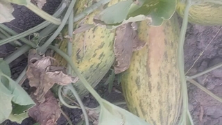 آغاز برداشت خربزه محلی شیرین و لذیذ