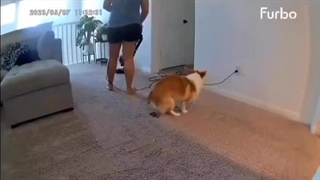 از لذت های داشتن سگ در خانه!