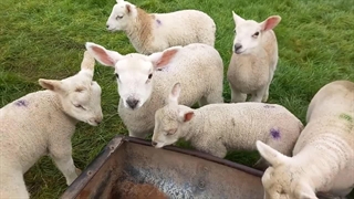 بره تا چند ماهگی شیر میخوره