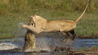 بدترین شکست شیر از سایر حیوانات وحشی