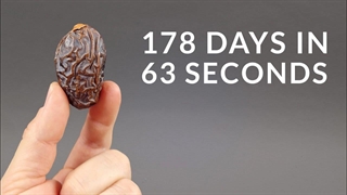 178 روز در 63 ثانیه/ روند رویش از اول تا مصرف خرما