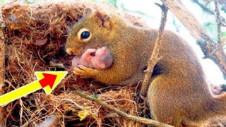 سنجاب به مردی التماس کرد تا به بچه اش که در مضیقه بود کمک کند