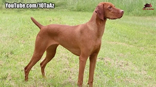 ۱۰ تا از مهربان ترین نژادهای سگ در دنیا