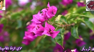 عاشقانه خاص مسیر عاشقی از اشعار فاخر طالب اردبیلی با صدای دلنشین شاعر