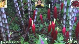 دکلمه شعر عاشقانه| شعر ناب آغوش غم ها | غزلیات طالب| صدای دلکش حورا سادات علویان