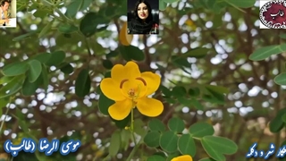 ادبستان شعر فارسی عاشقانه| شعر غزل مصائب دل طالب اردبیلی| صدای باشکوه دلکش سحر آقا کریمی