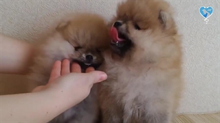 معرفی و قیمت 10 نژاد سگ محبوب