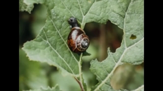 دانستنی هایی درباره حلزون ها