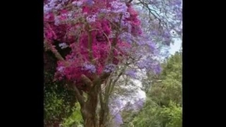 گوارای وجودت!