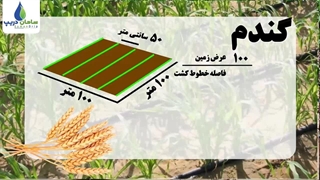 آبیاری قطره ای ذرت و گندم با نوار تیپ آبیاری قطره ای