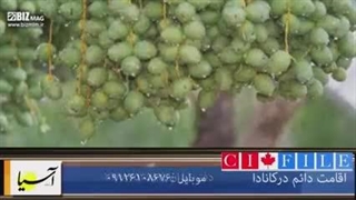 خرما بار دکتر بیز