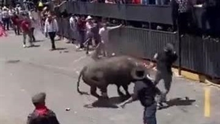 تیکه و پاره شدن یک ماتادور یک در نبرد با گاو وحشی